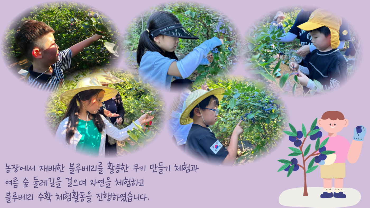 블루베리 쿠키 만들기 체험과 블루베리 수확체험활동을 진행하였습니다.